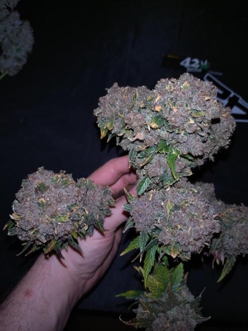 FrostBanger-Bonsai. Week 12