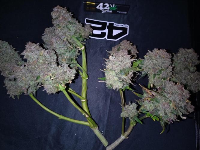 FrostBanger-Bonsai. Week 12