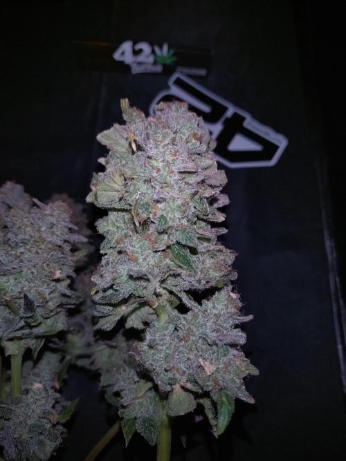 FrostBanger-Bonsai. Week 12