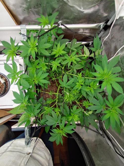 Lemon Mandarin. Week 8