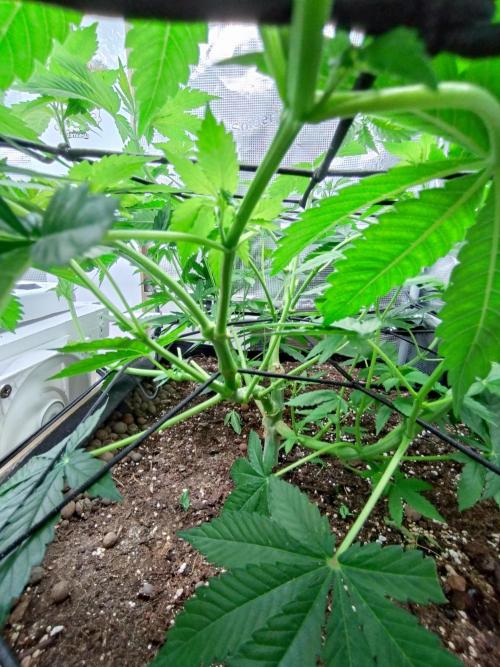 Lemon Mandarin. Week 8