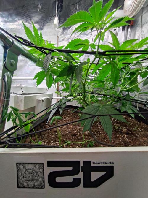 Lemon Mandarin. Week 8