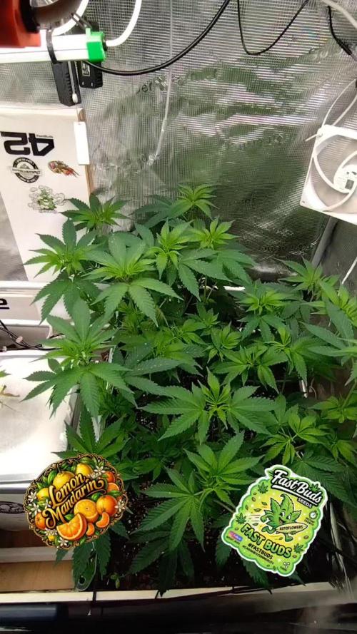 Lemon Mandarin