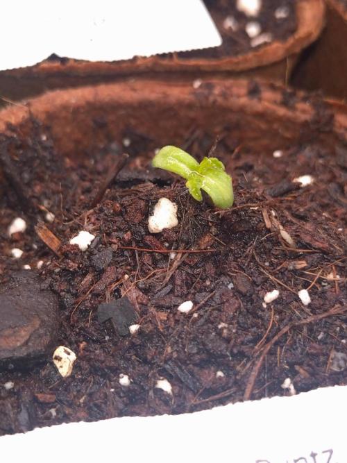 Guava Runtz. Week 0
