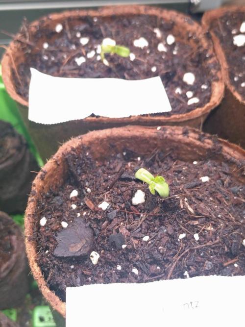 Guava Runtz. Week 0 - Zwei von zwei 👌🌱🍃