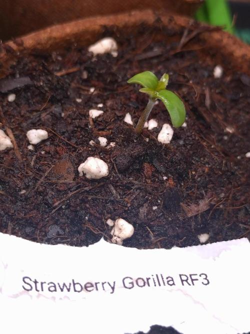 Strawberry Gorilla RF3. Week 0