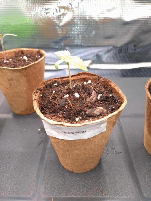 Guava Runtz. Week 0