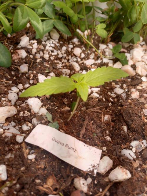 Guava Runtz. Week 1