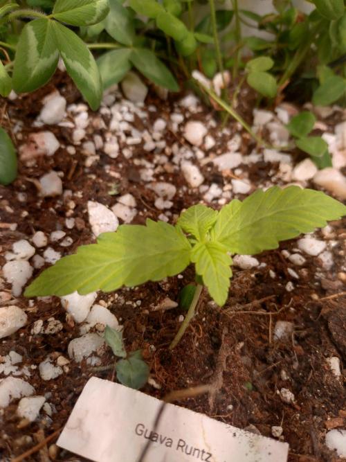 Guava Runtz. Week 1