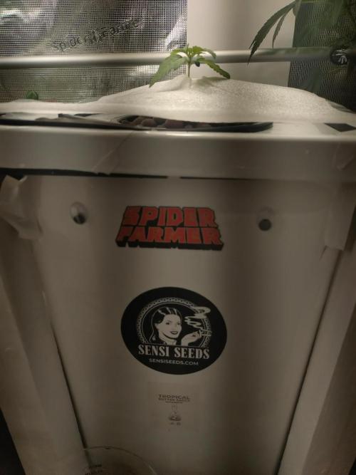 Tropical Butter Sause - DWC. Week 2