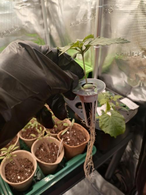 Tropical Butter Sause - DWC. Week 2