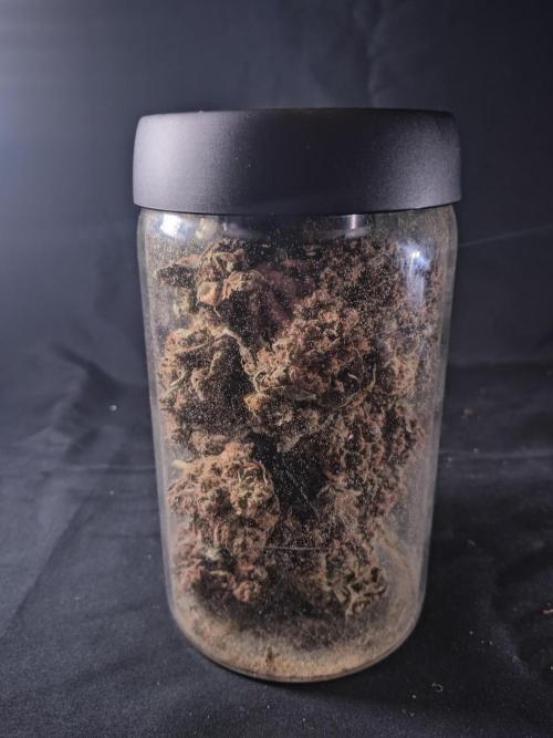 FrostBanger-Bonsai. Week 12