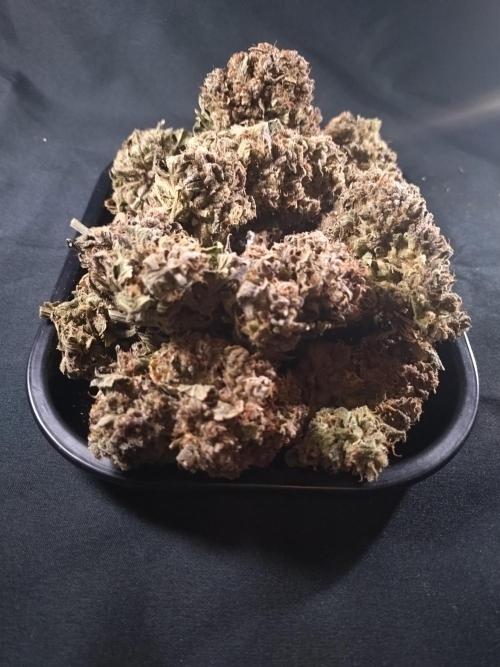 FrostBanger-Bonsai. Week 12