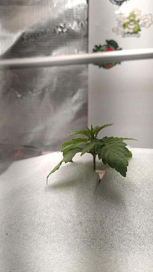 Tropical Butter Sause - DWC