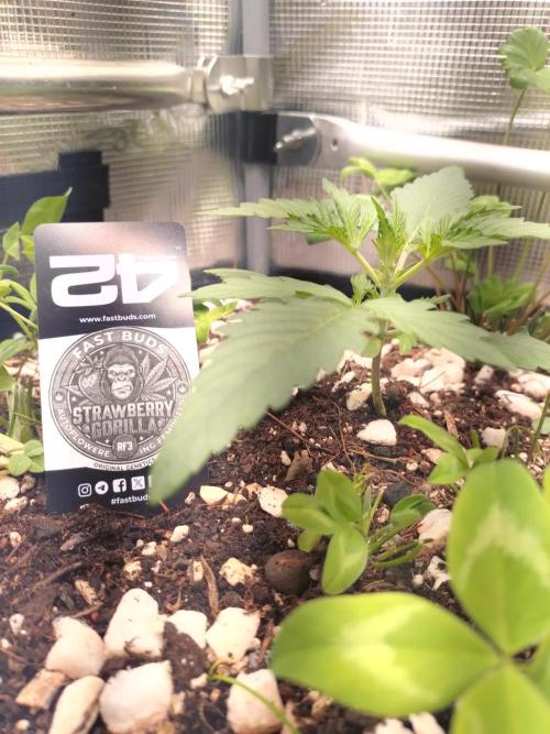 Strawberry Gorilla RF3. Week 3