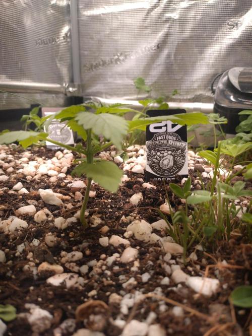 Guava Runtz. Week 3