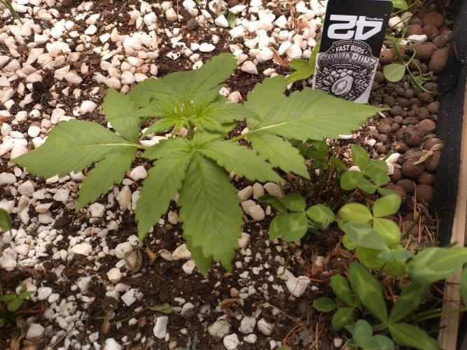 Guava Runtz. Week 3