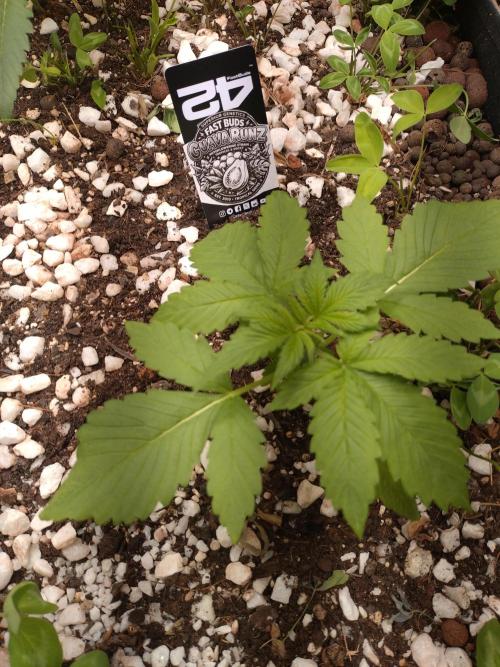 Guava Runtz. Week 3