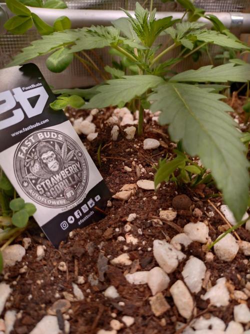 Strawberry Gorilla RF3. Week 3