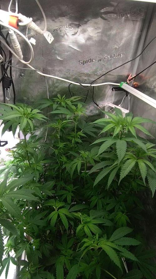 Lemon Mandarin