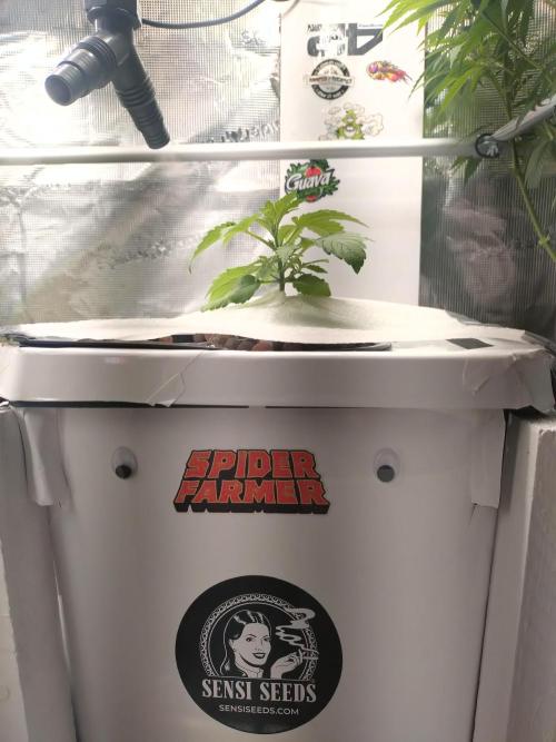 Tropical Butter Sause - DWC. Week 5