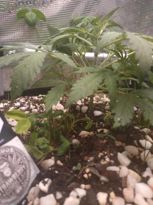 Strawberry Gorilla RF3. Week 3
