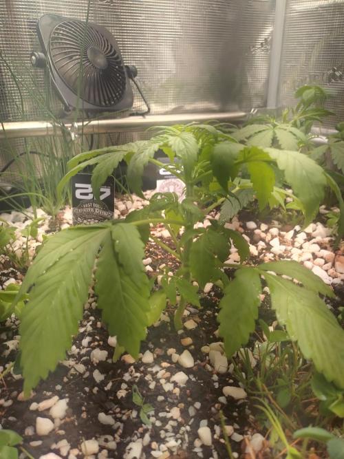 Guava Runtz. Week 3