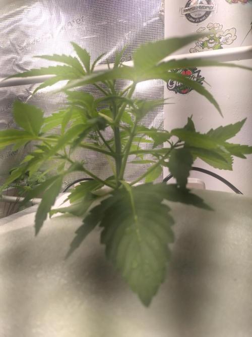 Tropical Butter Sause - DWC. Week 5