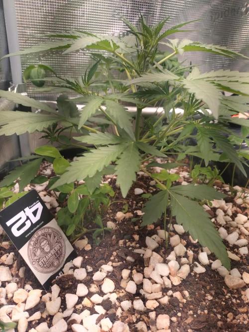 Strawberry Gorilla RF3. Week 4