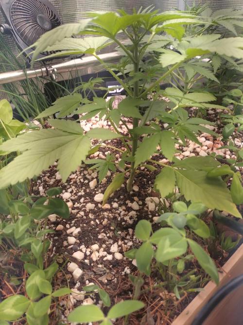 Guava Runtz. Week 4
