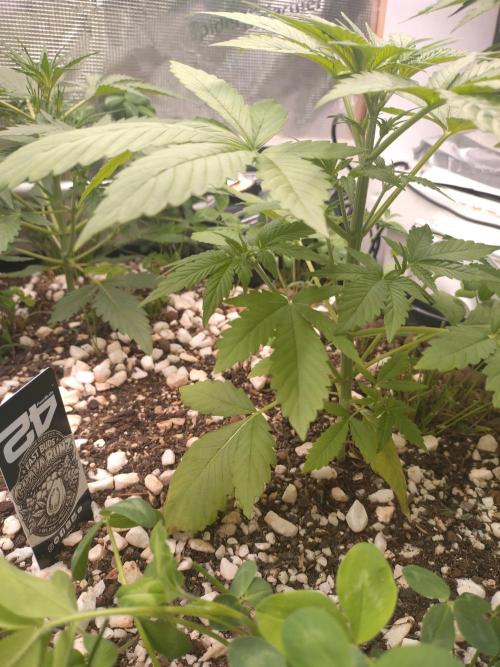 Guava Runtz. Week 4