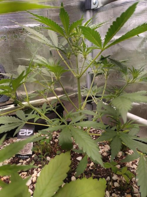 Strawberry Gorilla RF3. Week 4