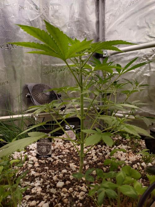 Guava Runtz. Week 4
