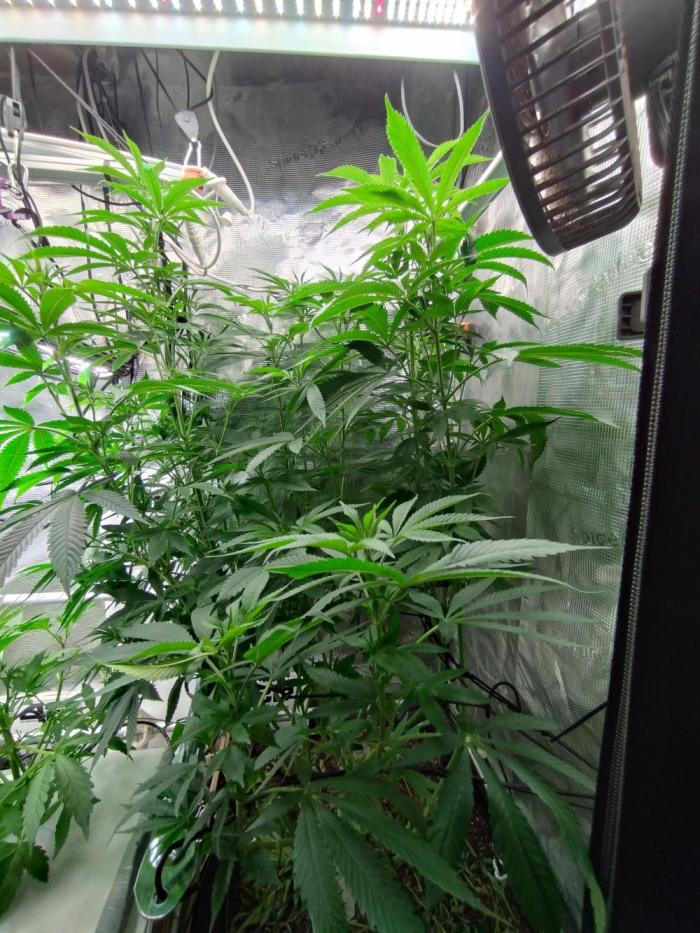 Lemon Mandarin. Week 12