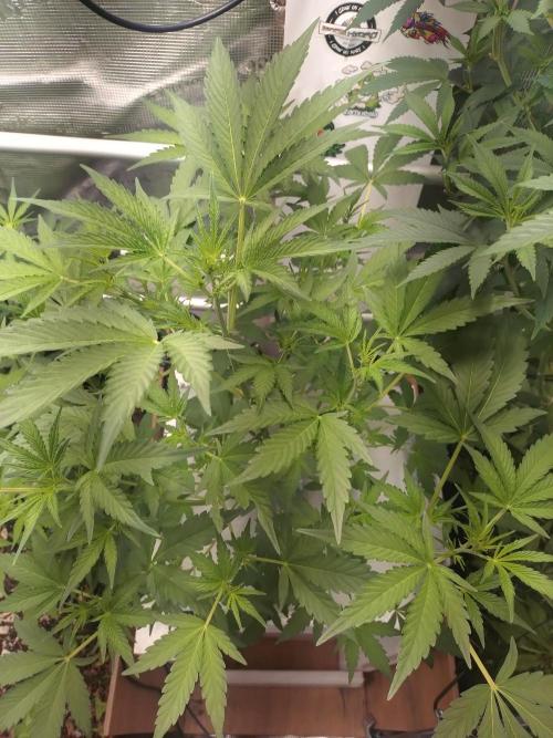 Tropical Butter Sause - DWC. Week 6