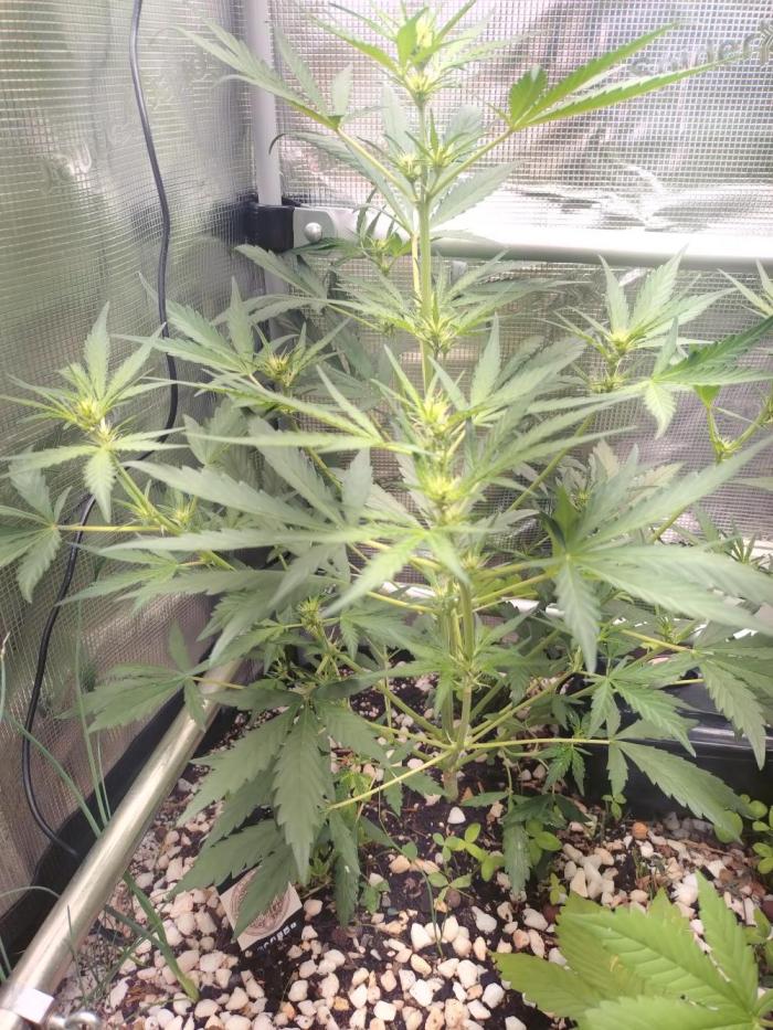 Strawberry Gorilla RF3. Week 5
