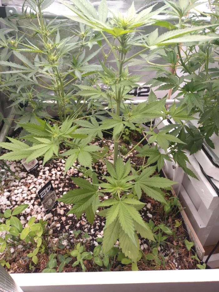 Guava Runtz. Week 5