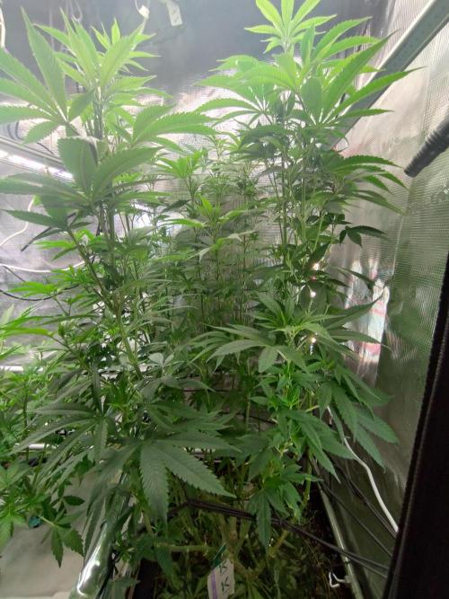 Lemon Mandarin. Week 14