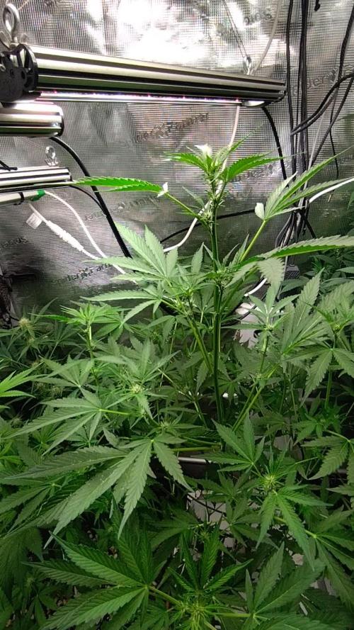 Tropical Butter Sause - DWC
