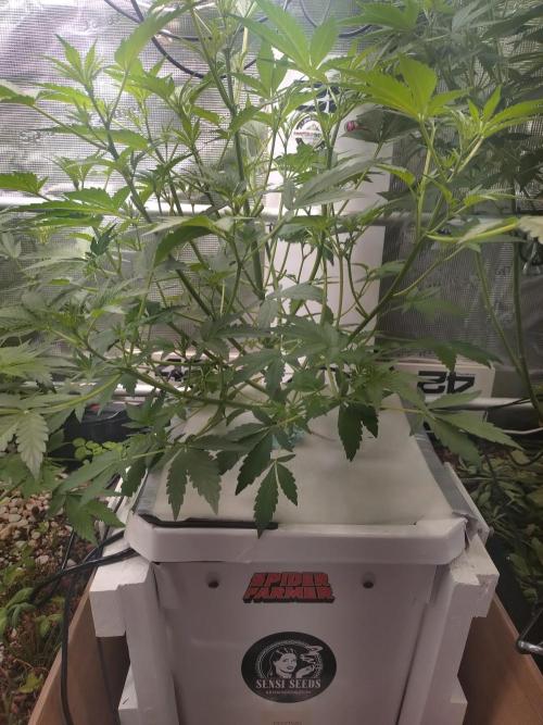 Tropical Butter Sause - DWC. Week 7