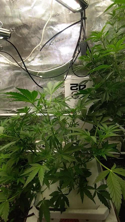 Tropical Butter Sause - DWC