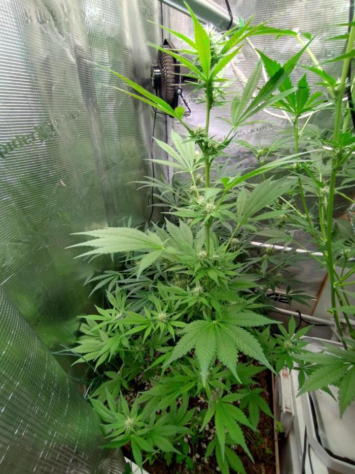 Strawberry Gorilla RF3. Week 6