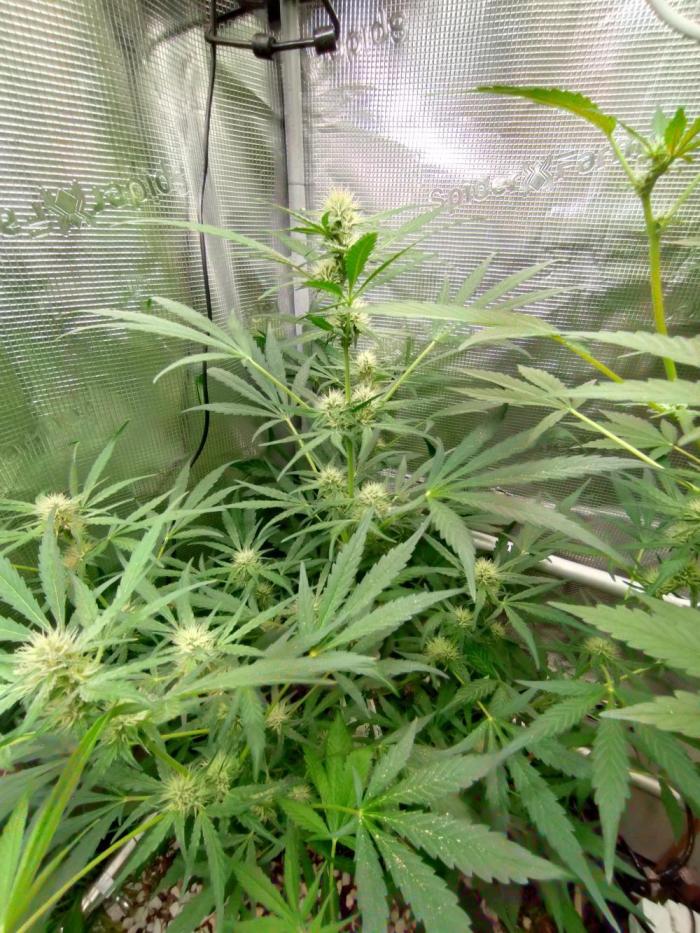 Guava Runtz. Week 6