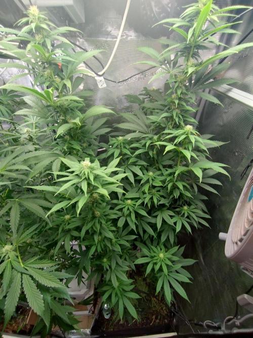 Lemon Mandarin. Week 15
