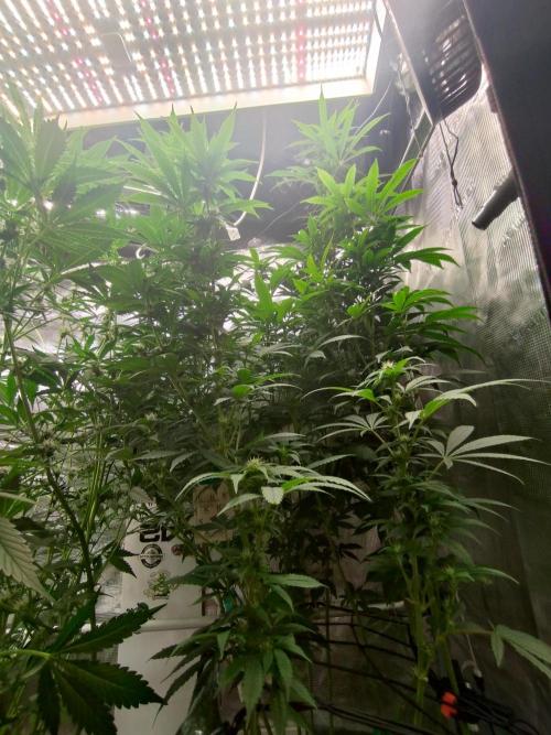 Lemon Mandarin. Week 15