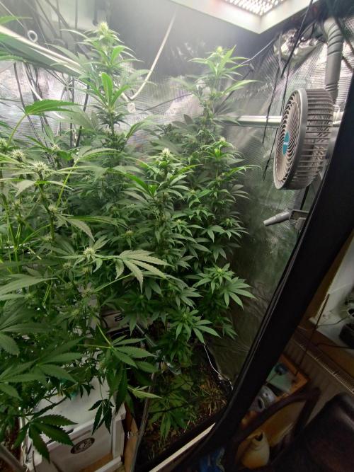 Lemon Mandarin. Week 15