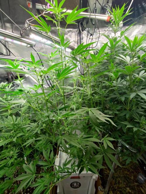 Tropical Butter Sause - DWC. Week 8