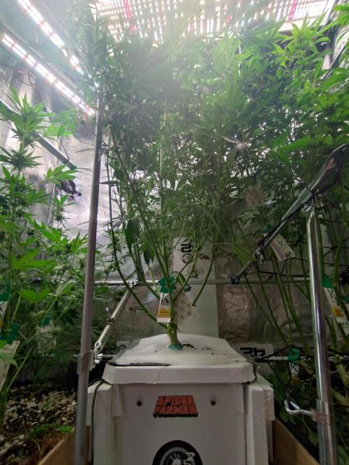 Tropical Butter Sause - DWC. Week 8