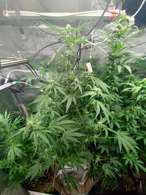 Tropical Butter Sause - DWC. Week 8