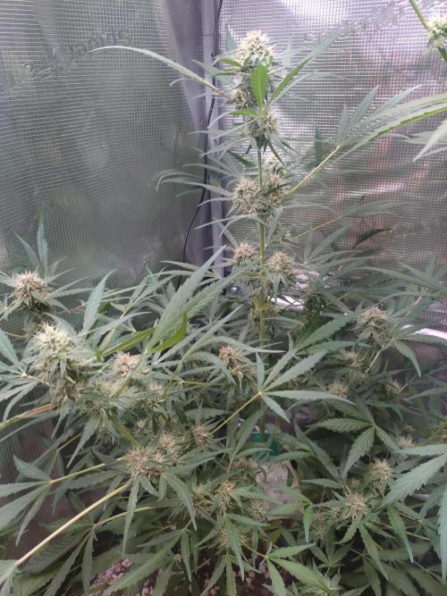 Strawberry Gorilla RF3. Week 8